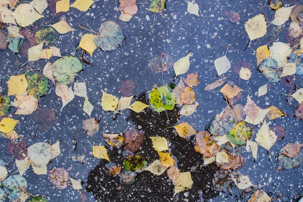 Őszi levelek az erdőben nappal — Stock Fotó