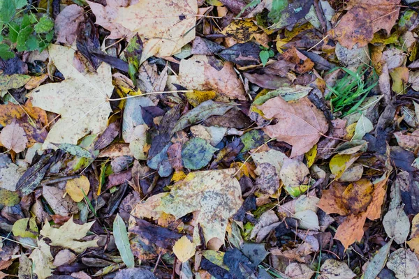 Őszi levelek az erdőben nappal — Stock Fotó