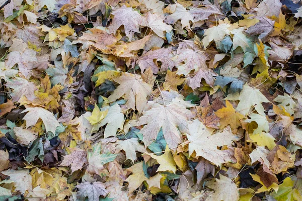 Herfst bladeren in het bos dag tijd — Stockfoto