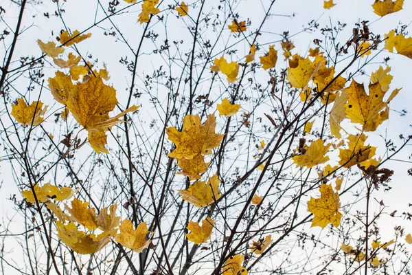 하얀 하늘 배경의 노란 나뭇잎 — 스톡 사진