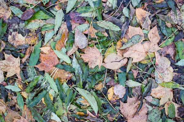 Autumn leaves in the woods day time — Stock Photo, Image