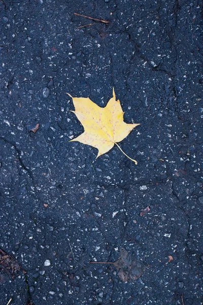 Gele esdoorn blad op het oude asfalt — Stockfoto