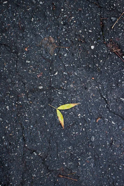 Gelbes Ahornblatt auf dem alten Asphalt — Stockfoto