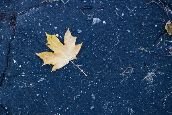 Gele esdoorn blad op het oude asfalt — Stockfoto