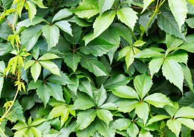 Yeşil arka plan. Girlish üzüm.