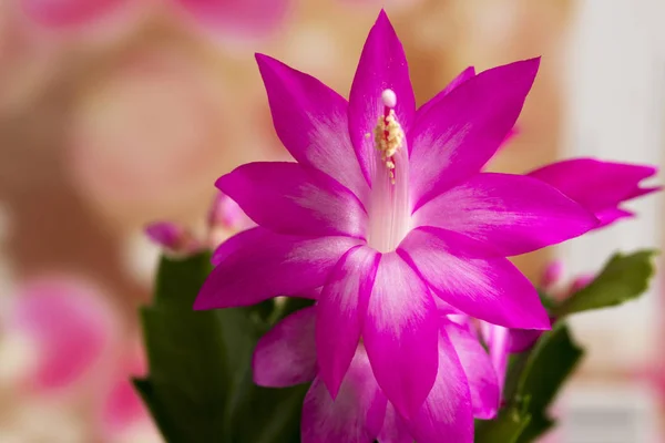 Beautiful blooming pink flower Decembrist. Christmas cactus — Stock Image Beautiful blooming pink flower Decembrist. Christmas cactus Royalty Free Stock Photos
