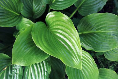 Bahçe çiçekli güzel yeşil arkaplan