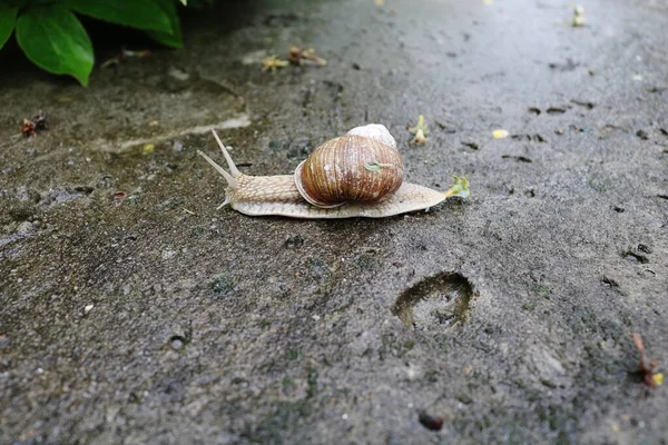 Caracol Com Uma Concha Rasteja Uma Superfície Asfalto — Fotografia de Stock