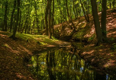 manzara. güzel serinlik dere.