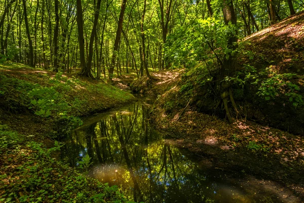 manzara. güzel serinlik dere.