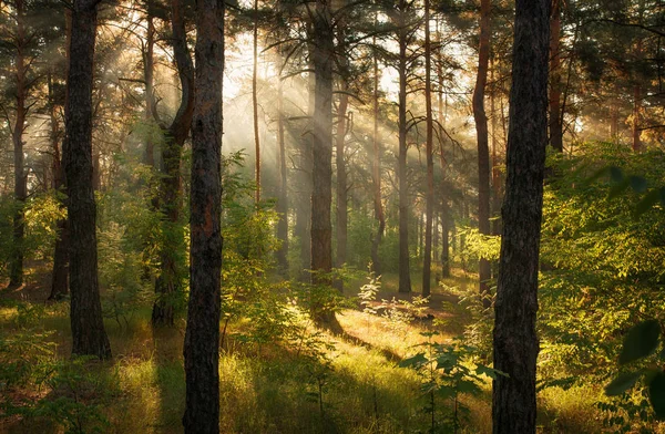 Ochtend Het Bos Stralen Van Zon Wandelen Natuur — Stockfoto