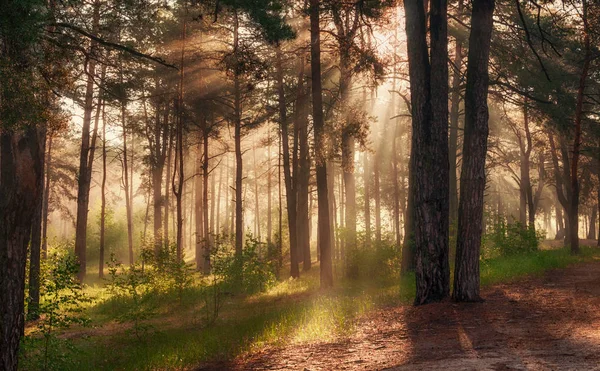 Matin Dans Forêt Rayons Solaires Promenade Dans Nature — Photo