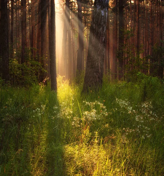 Camina Por Bosque Buenos Días Rayos Solares Paisaje — Foto de Stock