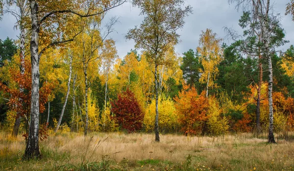 Höstlandskap Den Gyllene Åldern Naturen — Stockfoto