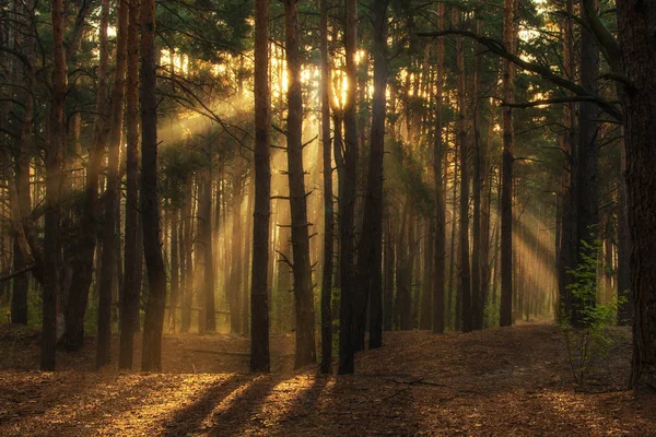 Camina Por Bosque Buenos Días Rayos Solares — Foto de Stock