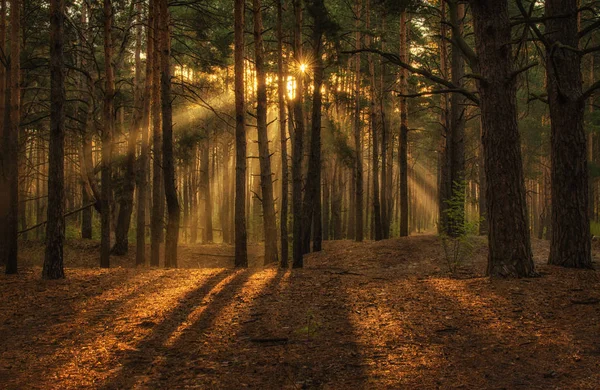 Promenade Dans Forêt Bonjour Rayons Solaires — Photo