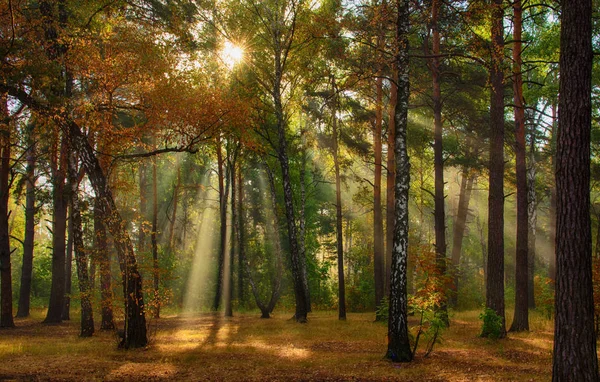 Caminar Bosque Otoño Colores Otoñales Rayos Solares — Foto de Stock