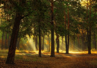 Sonbahar ormanda yürümek. Sonbahar renkleri. Güneş ışınları.