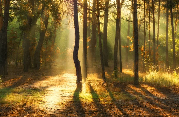 Caminar Bosque Otoño Colores Otoñales Rayos Solares — Foto de Stock