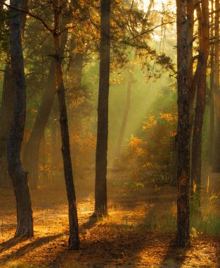 Sonbahar ormanda yürümek. sonbahar renkleri. güneş ışığı.