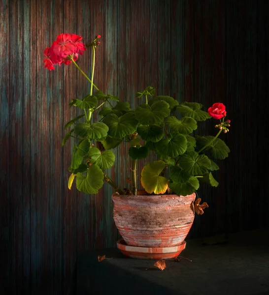 still life with geranium. vintage. minimalism.