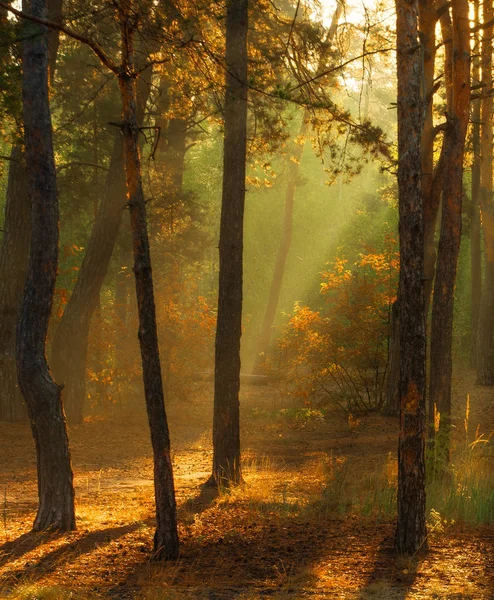 Caminhar Floresta Outono Cores Outono Luz Solar — Fotografia de Stock