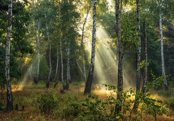 Promenade Dans Forêt Automne Couleurs Automne Lumière Soleil — Photo