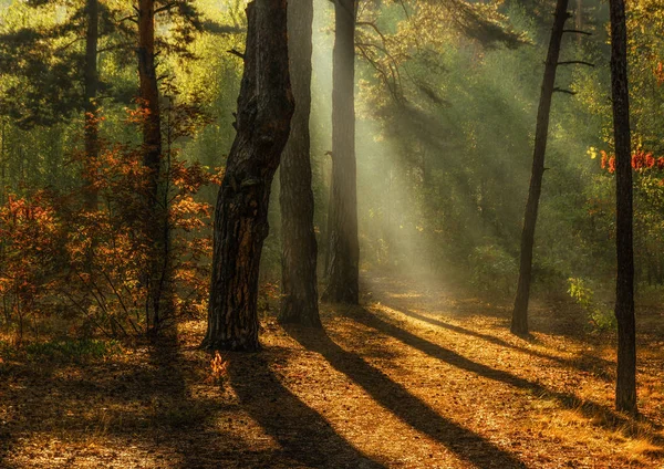 Sonbahar Ormanda Yürümek Sonbahar Renkleri Güneş Işığı — Stok fotoğraf