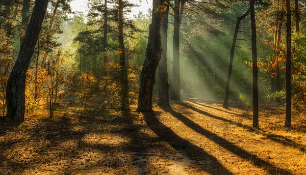 Caminhar Floresta Outono Cores Outono Luz Solar — Fotografia de Stock