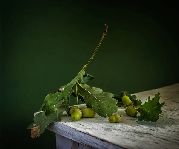 Vida Morta Com Ramo Carvalho Bolotas Vintage Minimalismo — Fotografia de Stock