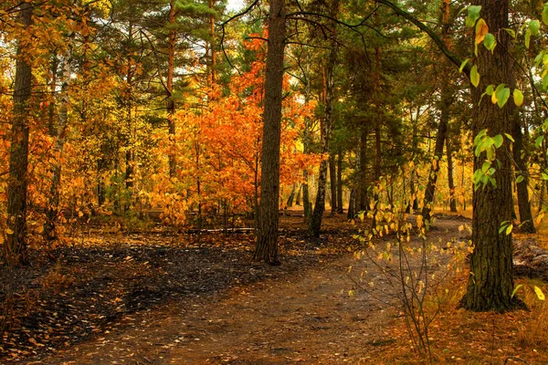 Procházka Podzimním Lese Podzim Podzimní Barvy — Stock fotografie