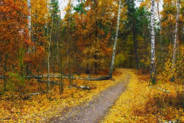 Sonbahar ormanda yürümek. sonbahar renkleri. melankoli. Sonbahar ruh hali,