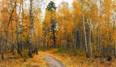 Sonbahar skeçler. manzara. sonbahar renkleri.