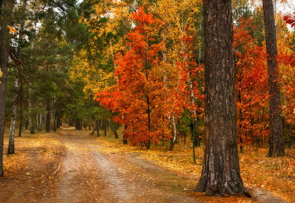 Autumn Sketches Landscape Autumn Colors — Stock Photo, Image
