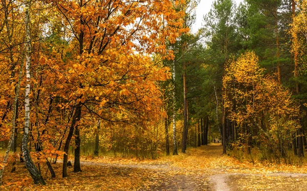 Hösten Skisser Landskap Höstfärger — Stockfoto