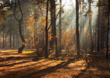 Sonbahar ormanda yürümek. sonbahar renkleri. güneş ışığı.