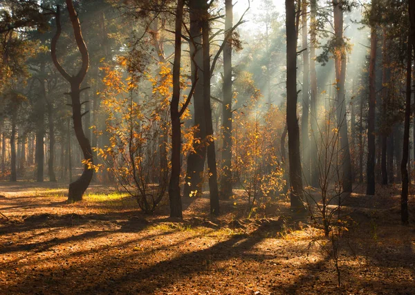 Caminar Bosque Otoño Colores Otoño Luz Solar — Foto de Stock