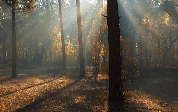 Caminhar Floresta Outono Cores Outono Luz Solar — Fotografia de Stock