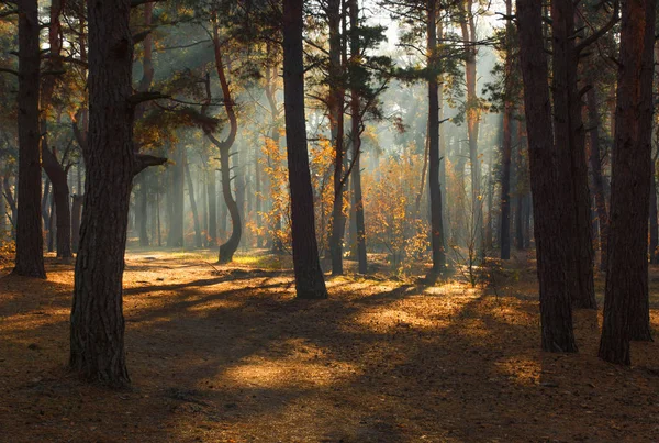 Caminhar Floresta Outono Cores Outono Luz Solar — Fotografia de Stock