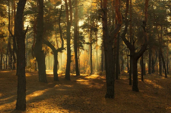 Caminhar Floresta Outono Cores Outono Luz Solar — Fotografia de Stock