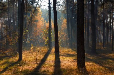 Sonbahar ormanda yürümek. Sonbahar renkleri. Güneş ışınları.
