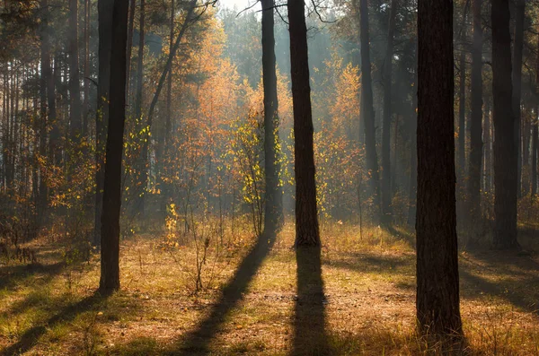 Sonbahar Ormanda Yürümek Sonbahar Renkleri Güneş Işınları — Stok fotoğraf