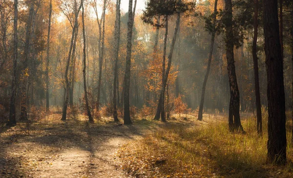 Caminar Bosque Otoño Colores Otoñales Rayos Solares — Foto de Stock