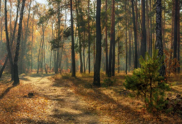 Sonbahar ormanda yürümek. Sonbahar renkleri. Güneş ışınları.