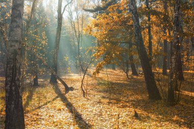 ormanda yürümek. sabah. Güneş ışınları. güzellik. Sonbahar.