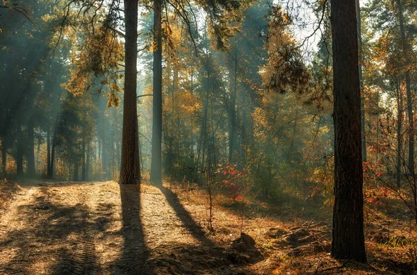 Ormanda Yürümek Sabah Güneş Işınları Güzellik Sonbahar — Stok fotoğraf