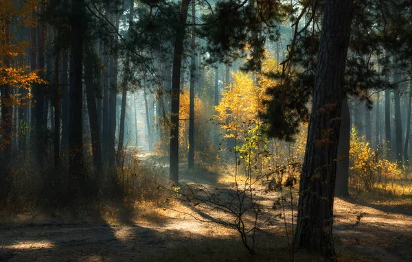 Прогулка Осеннему Лесу Доброе Утро Солнечный Свет Солнечные Лучи — стоковое фото