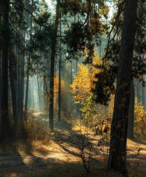 Wandelen Herfst Bos Ochtend Zonlicht Zonnestralen — Stockfoto