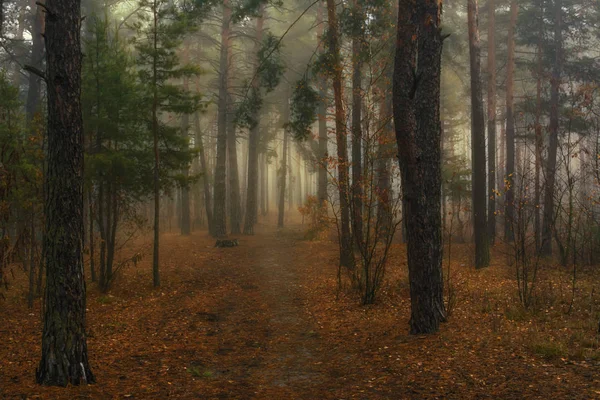 Spaziergang Herbstlichen Wald Nebel Feuchtigkeit Melancholie — Stockfoto