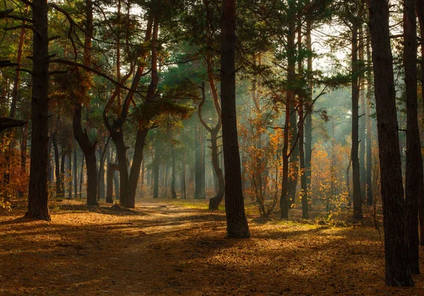 Wandelen Het Bos Ochtend Stralen Van Zon Schoonheid Herfst — Stockfoto